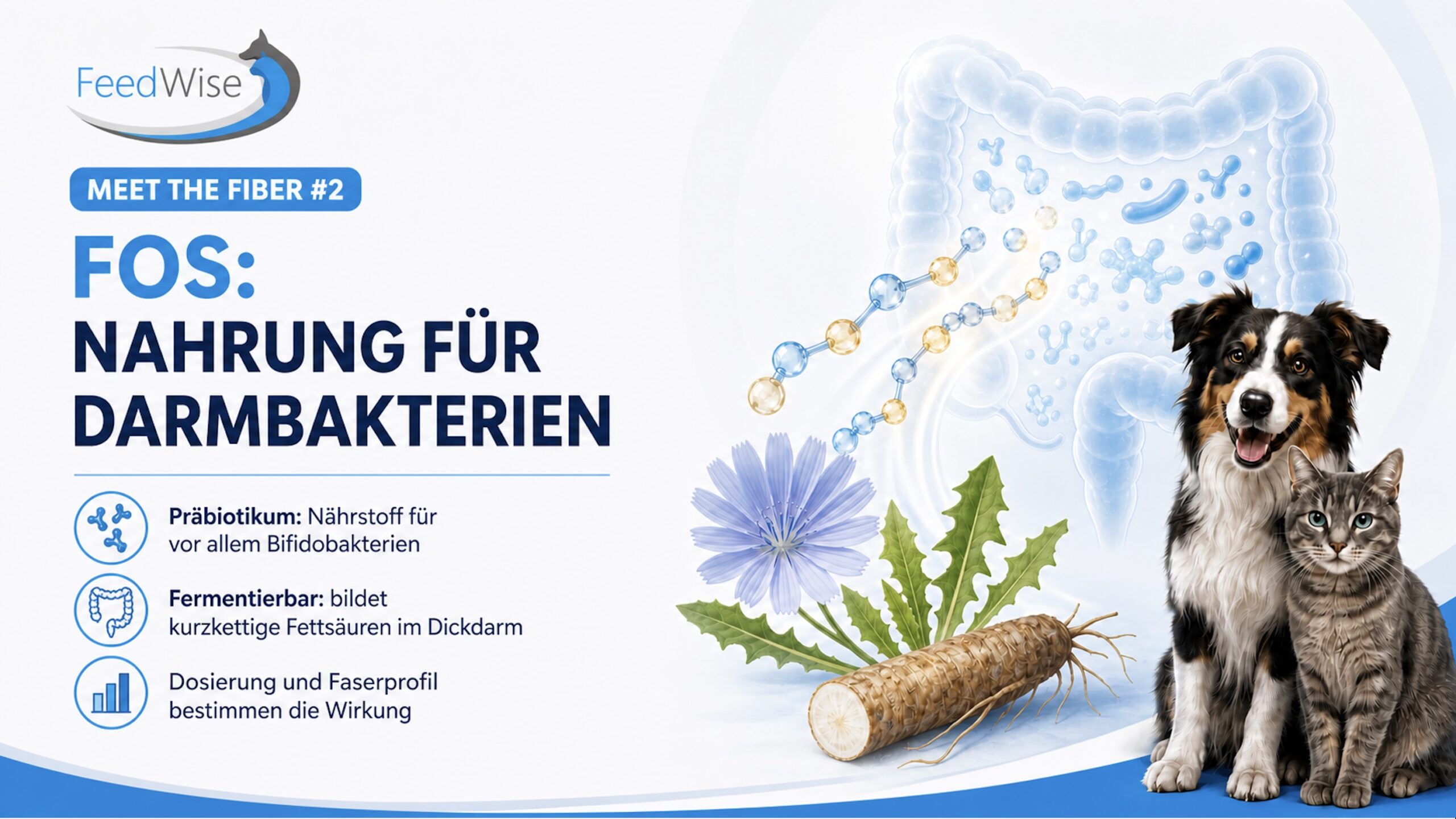 FeedWise-Infografik: FOS, Nahrung für Darmbakterien. Präbiotikum, das vor allem Bifidobakterien ernährt; fermentierbar und bildet kurzkettige Fettsäuren im Dickdarm; Dosierung und Faserprofil bestimmen die Wirkung.