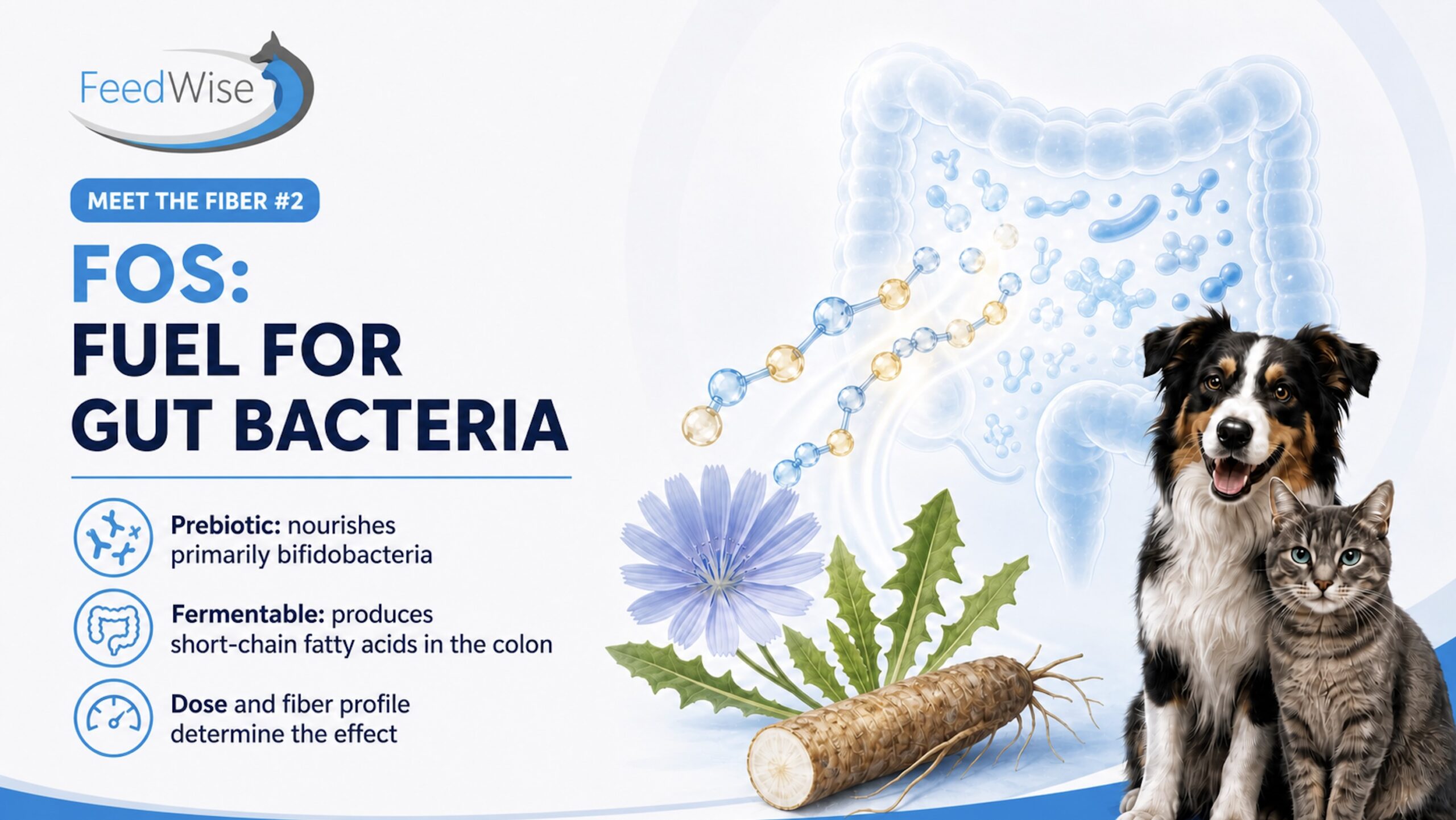 FeedWise infographic: FOS, fuel for gut bacteria. A prebiotic that nourishes primarily bifidobacteria; fermentable, producing short-chain fatty acids in the colon; dose and fibre profile determine the effect.