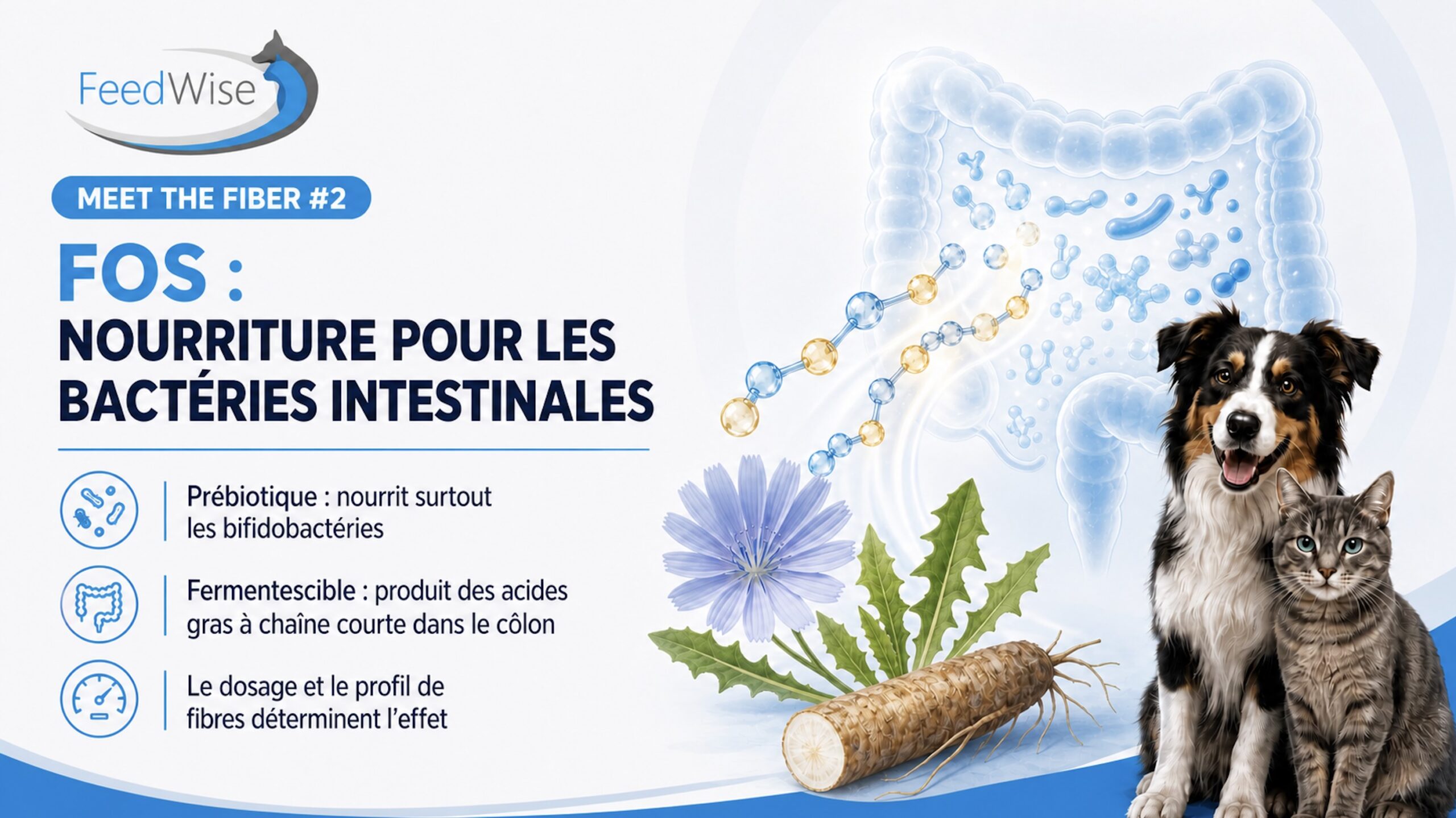 Infographie FeedWise : FOS, nourriture pour les bactéries intestinales. Prébiotique qui nourrit surtout les bifidobactéries ; fermentescible, produit des acides gras à chaîne courte dans le côlon ; le dosage et le profil de fibres déterminent l’effet.