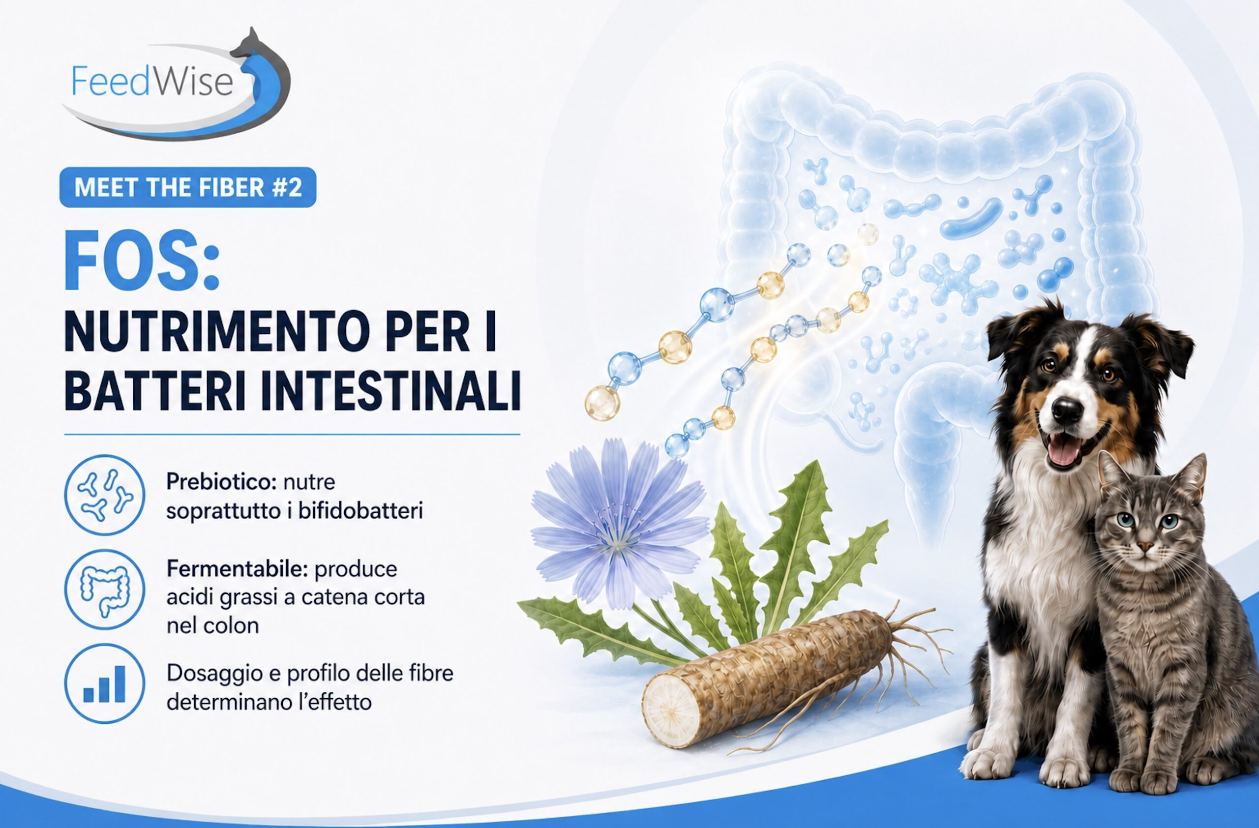 Infografica FeedWise: FOS, nutrimento per i batteri intestinali. Prebiotico che nutre soprattutto i bifidobatteri; fermentabile, produce acidi grassi a catena corta nel colon; dosaggio e profilo delle fibre determinano l’effetto.