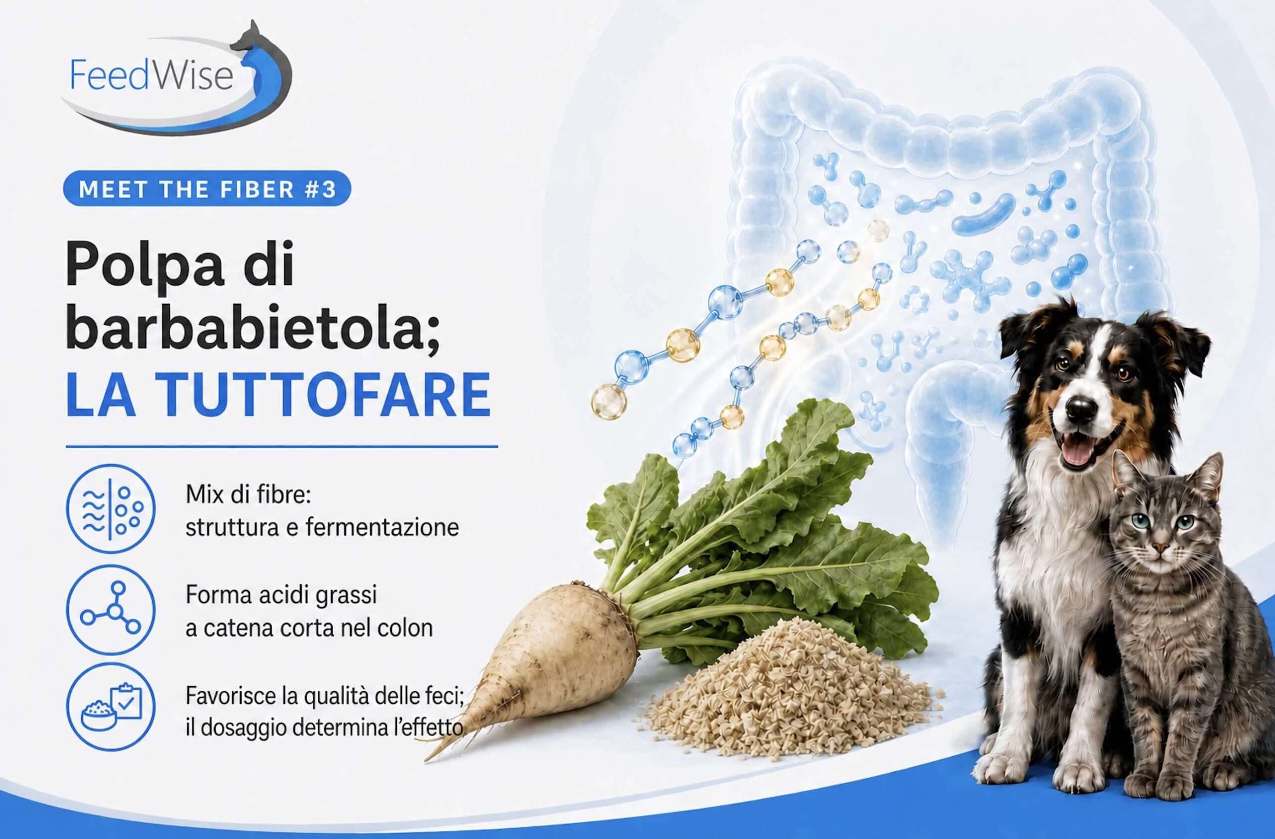 Infografica FeedWise: la polpa di barbabietola, fibra versatile per cane e gatto